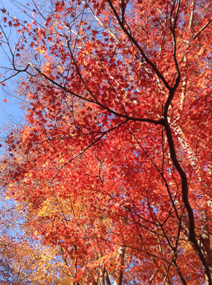 紅葉がきれいですね！